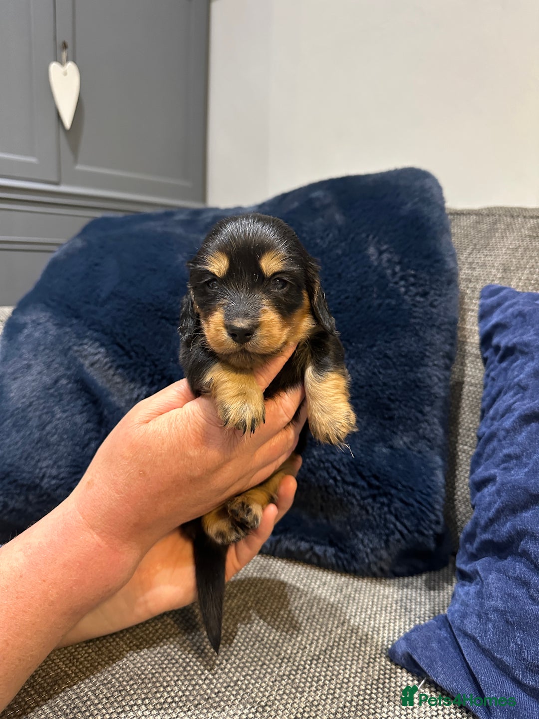 Dachshund dogs for sale: Longhaired miniature daschunds for sale - Image 3