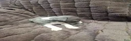 Whippet dogs for sale: Whippet pups  - Advert 6