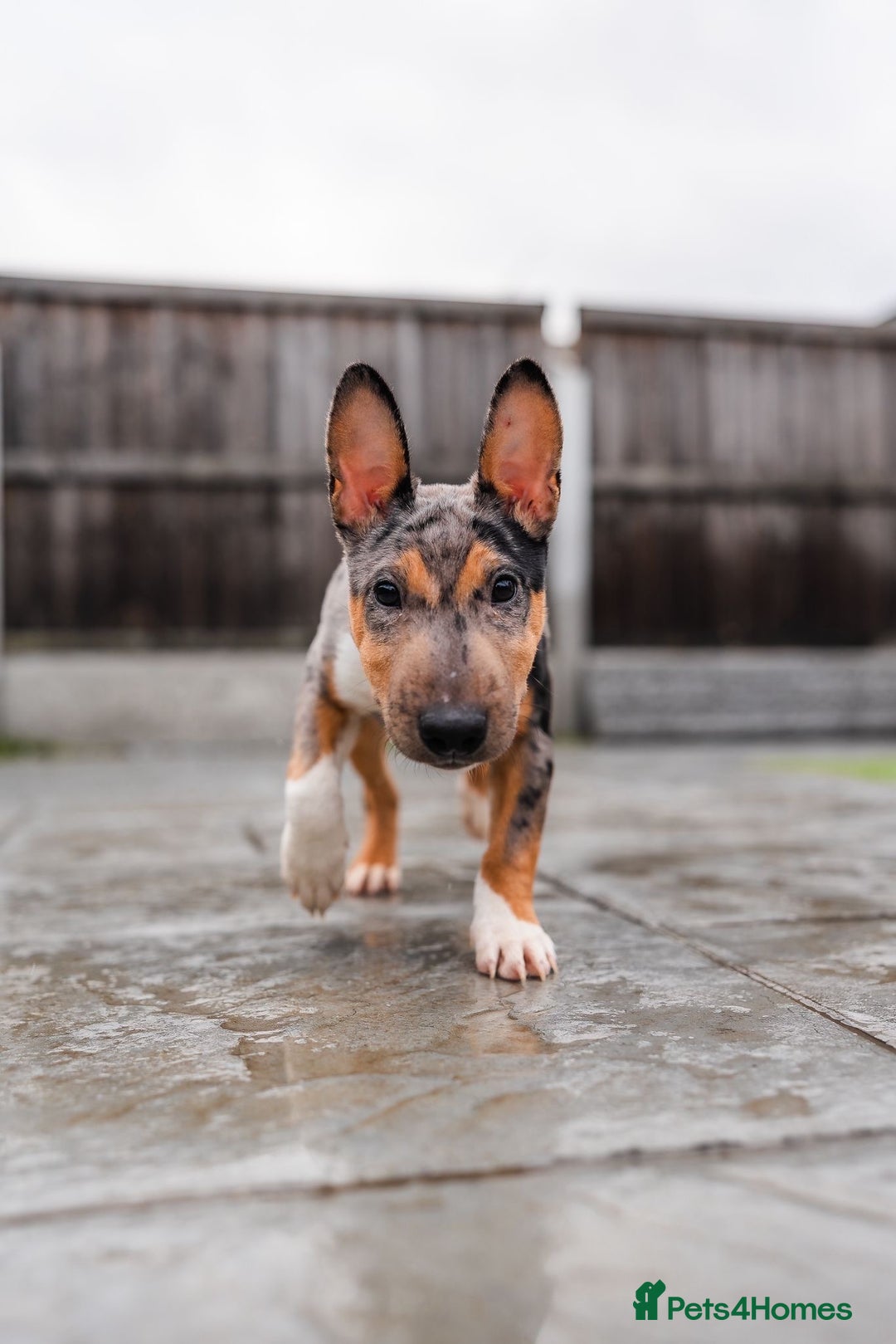 Miniature Bull terrier dogs for sale: Exotic 🎨 Miniature 🧬 Bullterrier Puppies 🐶 - Advert 8