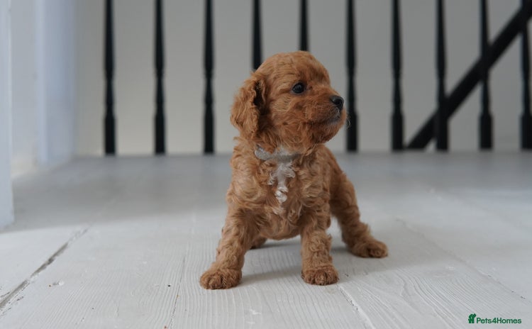 Cavapoo dogs - Advert 5