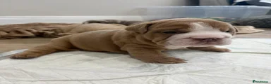 English Bulldog 5