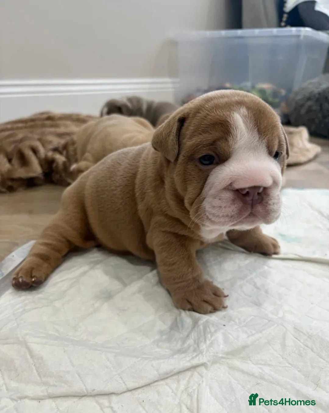 English Bulldog dogs for sale: Gorgeous English Bulldog Puppies Available - Advert 6