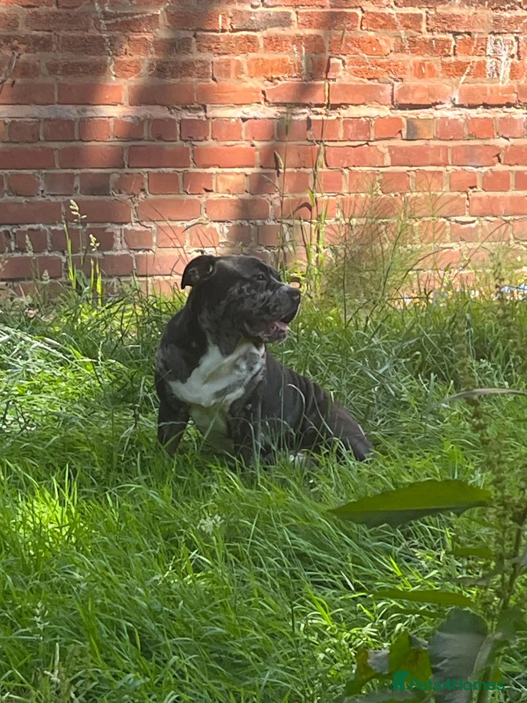 Olde English Bulldogge dogs for stud: For Stud: HarlequinMerle Olde Eng (Mammut) Bulldog - Advert 1