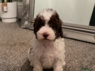 Cavapoo dogs Unusual true toy cavapoo - Advert 6