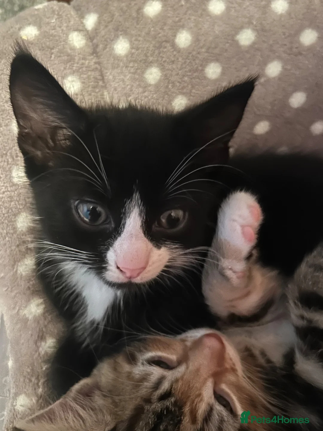 Mixed Breed cats for sale: Tuxedos in Portsmouth - Advert 2