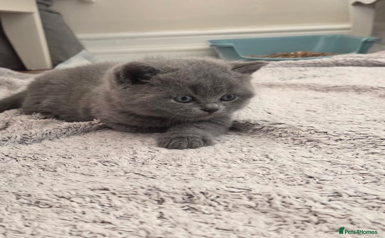 British Shorthair cats - Advert 2
