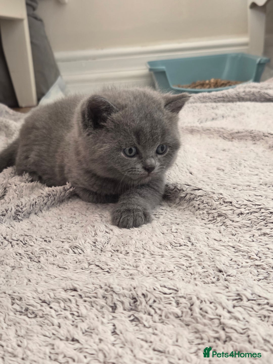 British Shorthair cats for sale: British short-haired kittens GCCF Registered  - Image 2