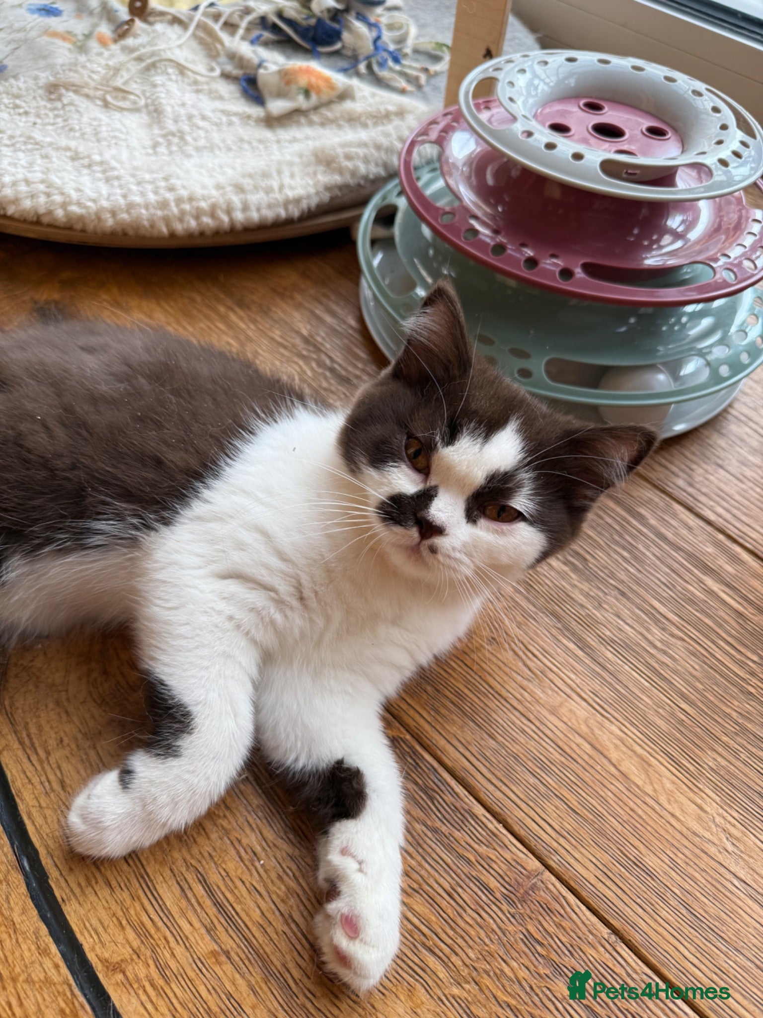 British Shorthair cats BHS Chocolate bicolour boy - Advert 1