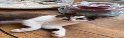British Shorthair cats for sale: BHS Chocolate bicolour boy - Advert 1