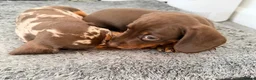 Miniature Dachshund dogs for sale: miniature dashhounds kc registered  - Advert 14