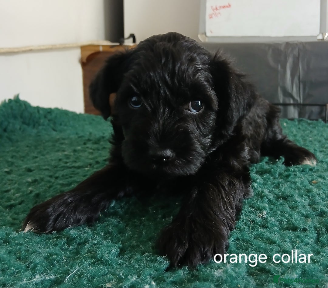 Miniature Schnauzer dogs for sale: Beautiful miniature shnauzers  - Image 13