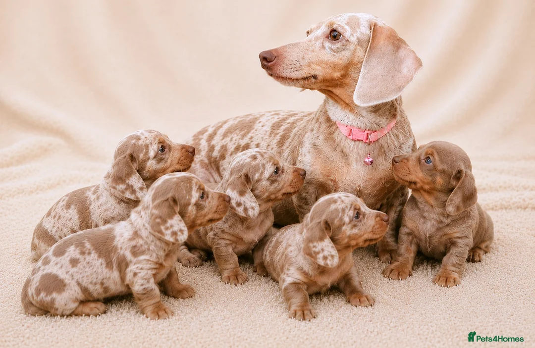 Miniature Dachshund dogs for sale: KC Mini Dachshund Puppies Isabella Dapple 🔥 - Advert 1