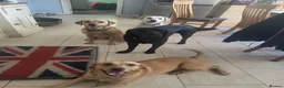 Labrador Retriever dogs for sale: Labrador puppies - Advert 12