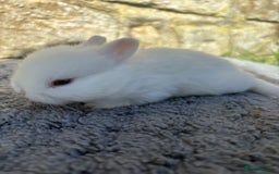 Netherland Dwarf rabbits for sale: 5 Sweet Netherland Dwarf bunnies  - Image 7