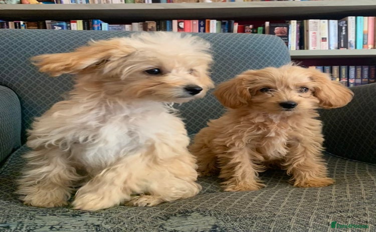 Chipoo dogs - Advert 1