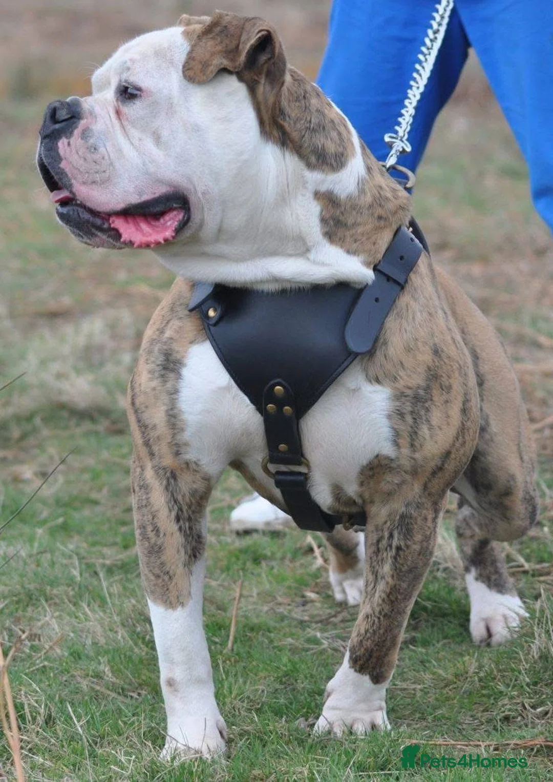 Alapaha Blue Blood Bulldog dogs for sale: SUPERB PICK OF LITTER PUP 5***** - Advert 21