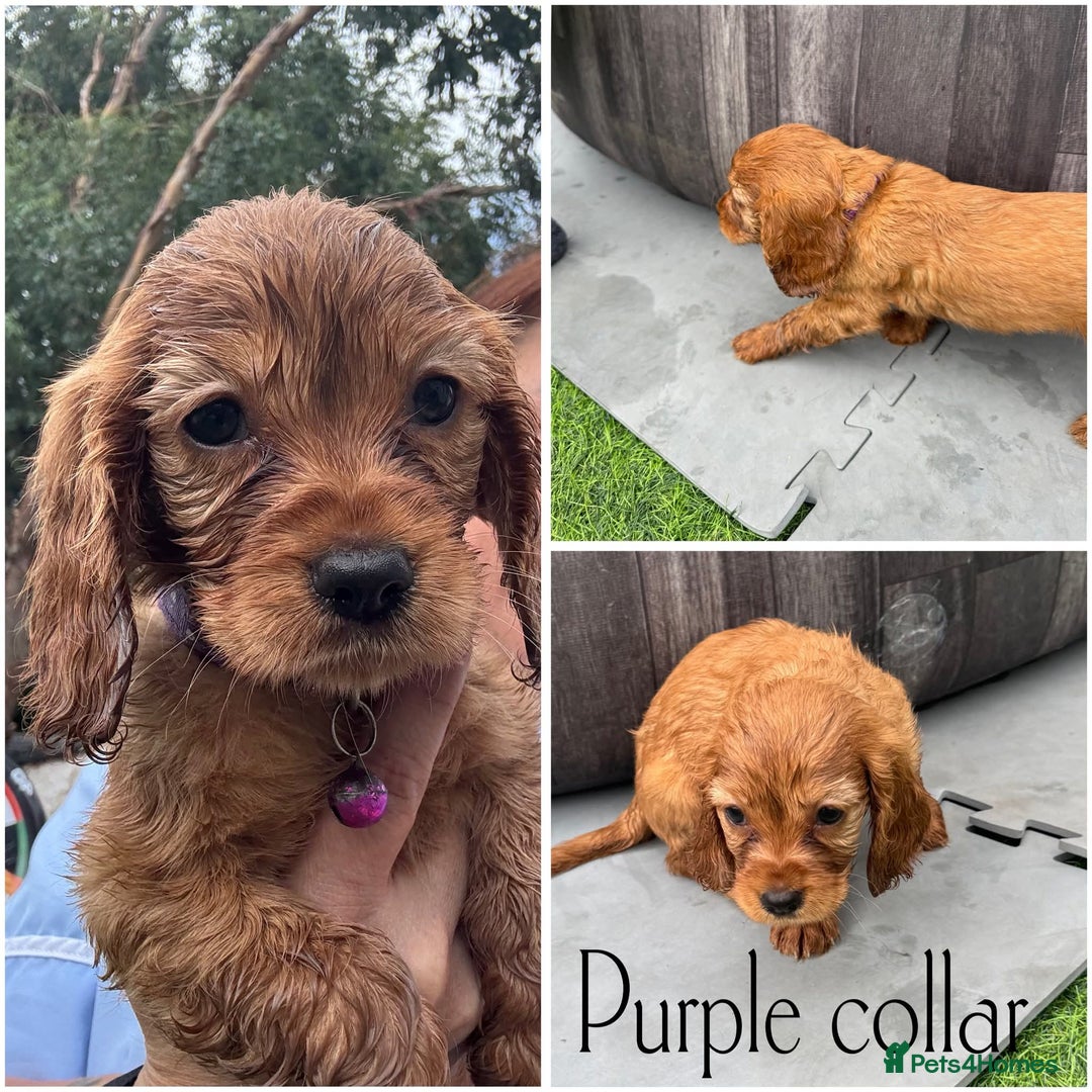 Mixed Breed dogs for sale: Cockalier puppies F1 for sale - Image 6