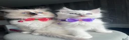 Ragdoll cats for sale: GCCF Pedigree Ragdoll kittens  - Advert 21