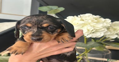 Dachshund dogs - Advert 8