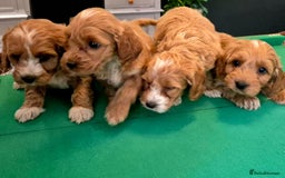 Cockapoo dogs for sale: Cockapoo - Image 17