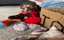 Miniature Dachshund dogs for sale: 🐾Beautiful KC Reg Miniature Dachshunds looking 🐾 - Image 10