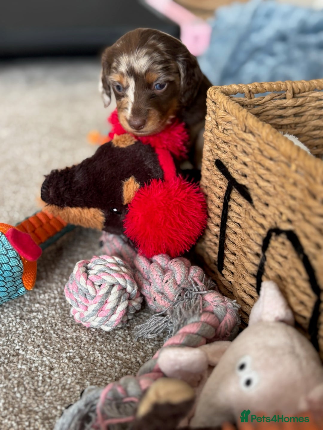 Miniature Dachshund dogs for sale: 🐾Beautiful KC Reg Miniature Dachshunds looking 🐾 - Image 10