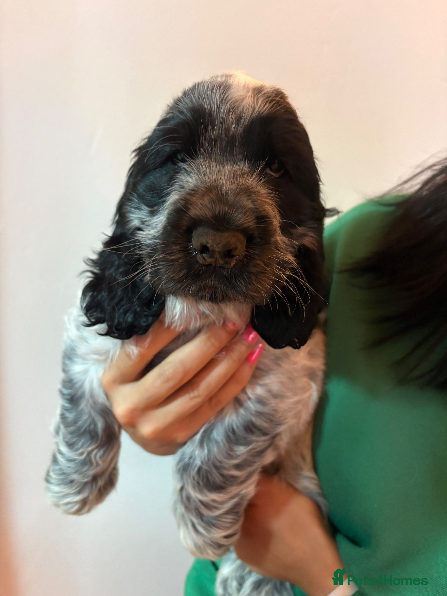Cocker Spaniel dogs Show Type- One boy available now - Advert 1