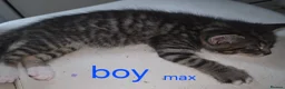 Mixed Breed cats for sale: Tabby kittens - Advert 17