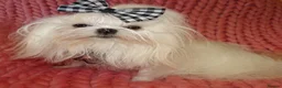 Maltese dogs for sale: Babydoll KC Registered Korean Maltese Adult Girl - Advert 14