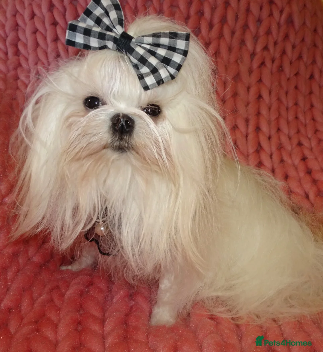 Maltese dogs for sale: Babydoll KC Registered Korean Maltese Adult Girl - Advert 14