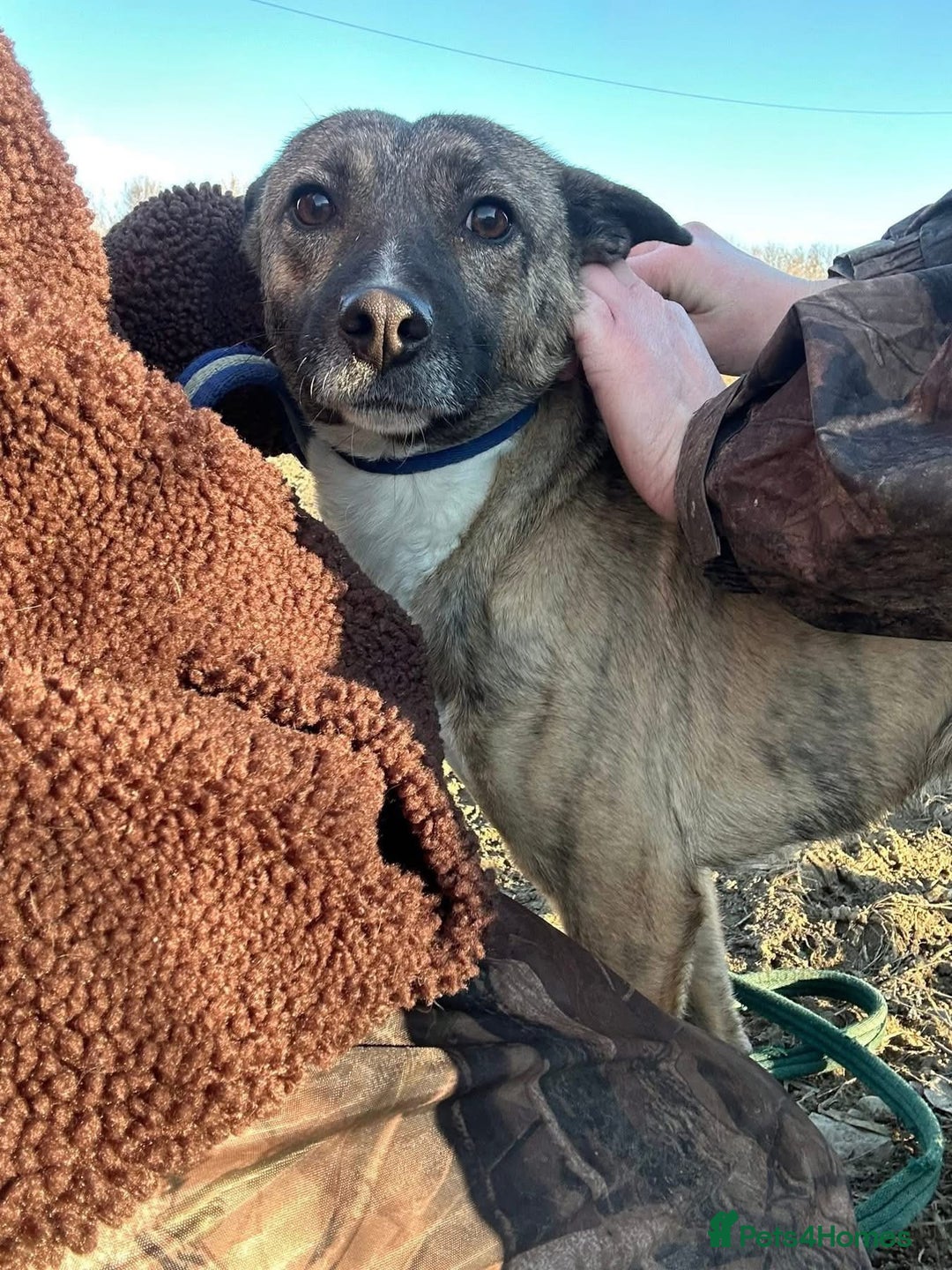 Mixed Breed dogs for adoption: Phoenix - Norwich Norfolk  - Image 18