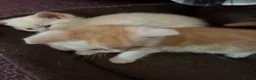 Mixed Breed cats for sale: Beautiful girls - Advert 7