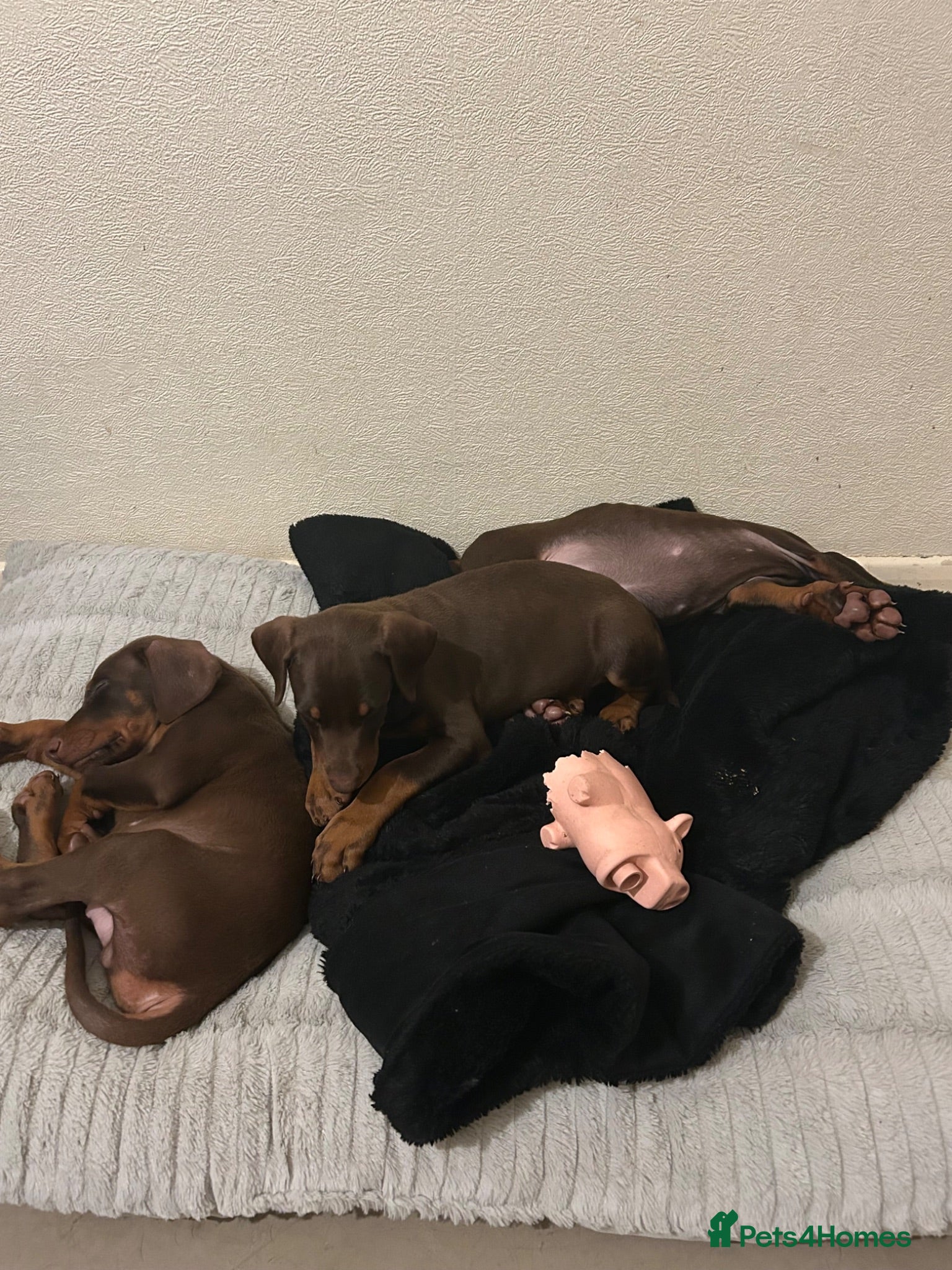 Dobermann dogs Amazing Doberman puppies ,Gambol/zues - Advert 1