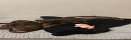 Dobermann dogs for sale: Amazing Doberman puppies ,Gambol/zues - Advert 1