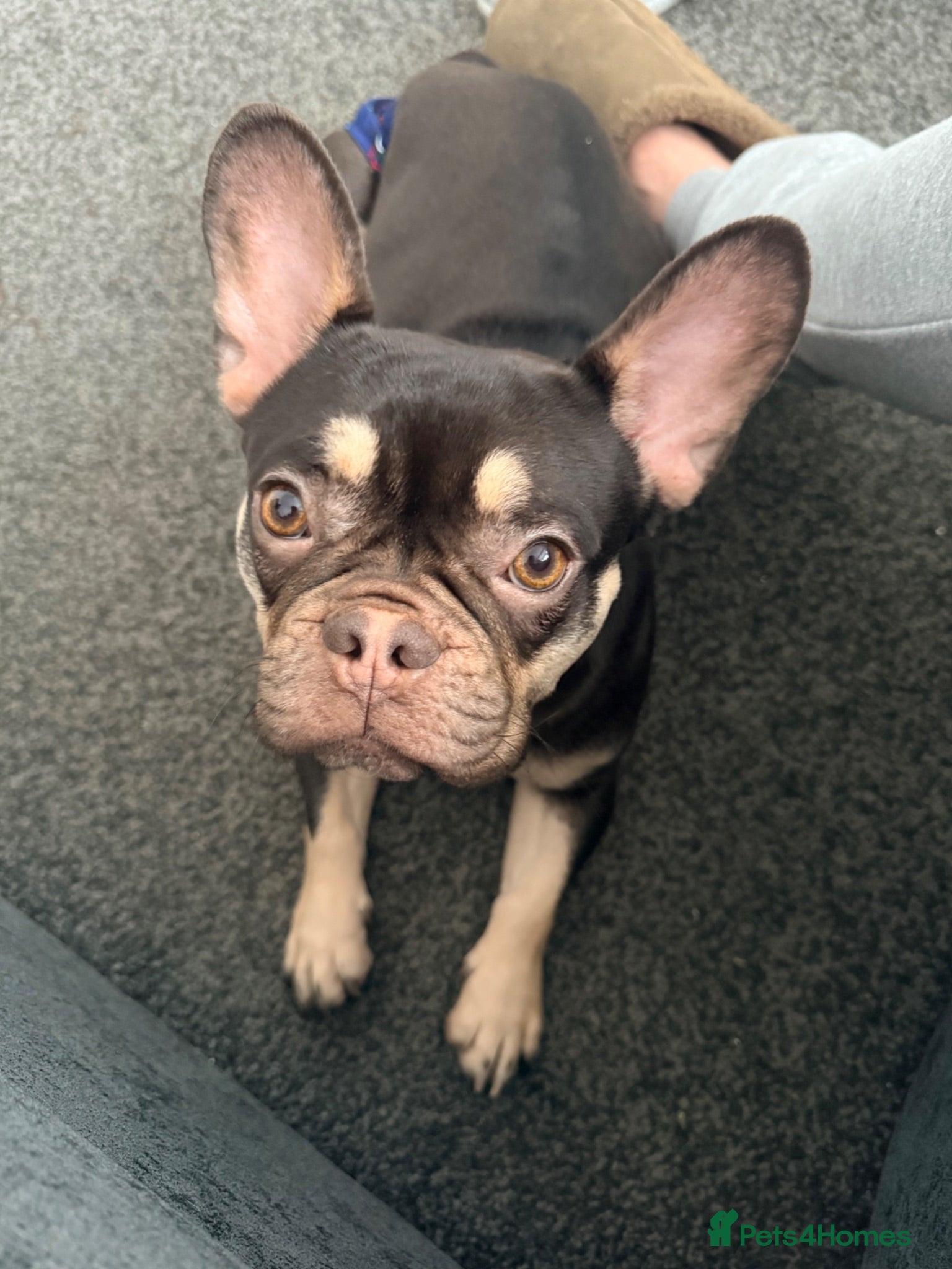 French Bulldog dogs French Bulldogs  - Advert 1