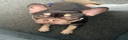 French Bulldog dogs for sale: French Bulldogs  - Advert 1