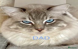 Ragdoll cats for sale: GCCF Registered. Grand Champion Bloodlines. - Image 8