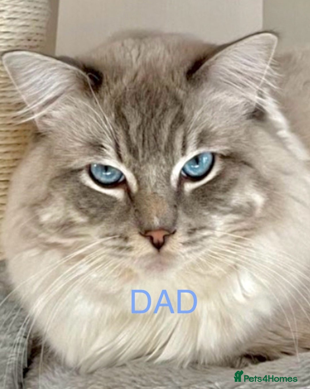 Ragdoll cats for sale: GCCF Registered. Grand Champion Bloodlines. - Image 8