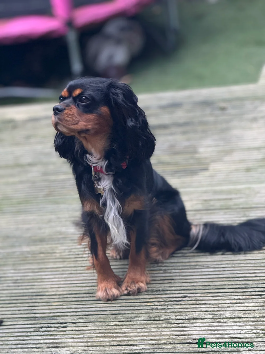 Cavalier King Charles Spaniel dogs for stud: *PROVEN* HEALTH TESTED Black & Tan Cavalier STUD in Oldham - Advert 3