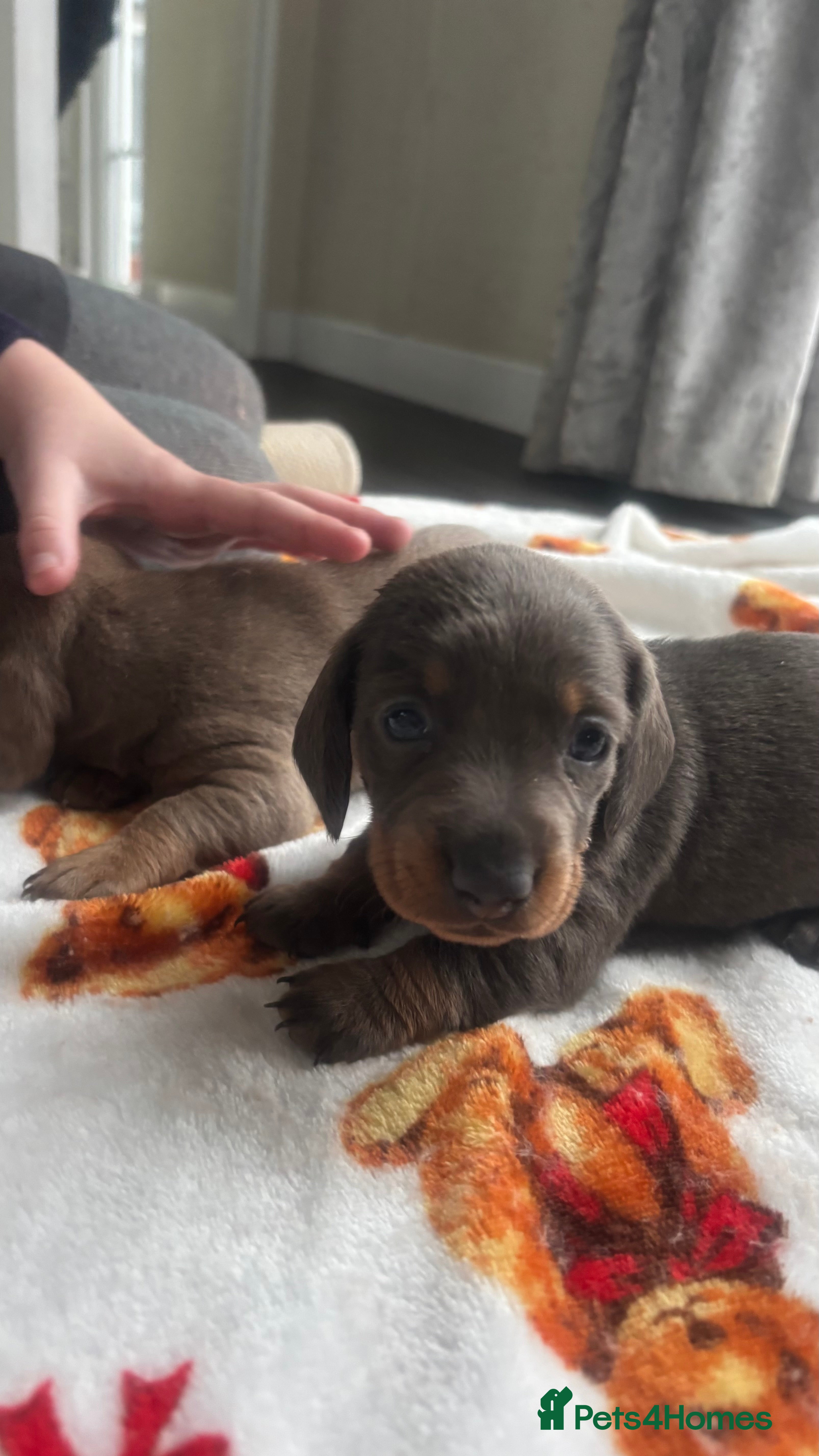 Miniature Dachshund dogs Miniature dashound puppy’s  - Advert 16