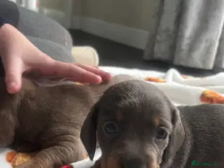 Miniature Dachshund dogs Miniature dashound puppy’s - Advert 16