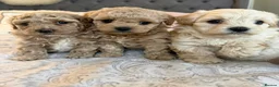 Cavapoochon dogs for stud: 🐾 Cavapoochon stud available – JAX 🐾 - Advert 9
