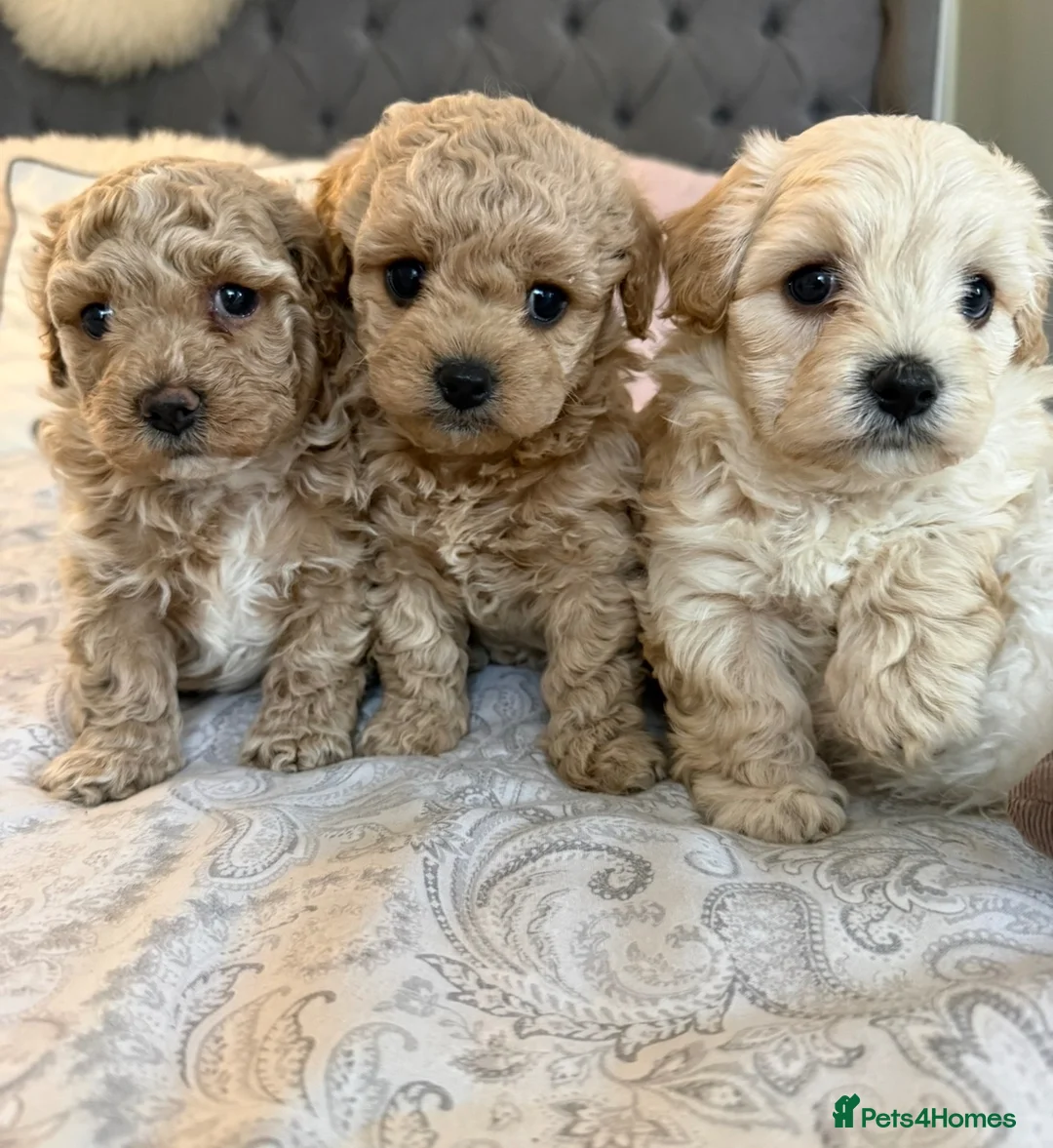 Cavapoochon dogs for stud: 🐾 Cavapoochon stud available – JAX 🐾 - Advert 9