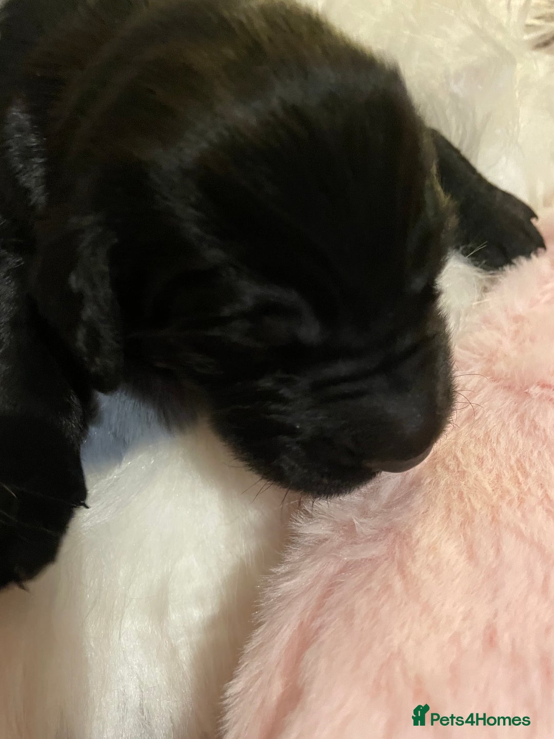 Mixed Breed dogs for sale: Golden retriever x Flatcoat retriever  - Advert 18