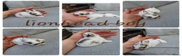 Mini Lop rabbits for sale: Mini lops , lionheads , netherland dwarf  - Advert 6