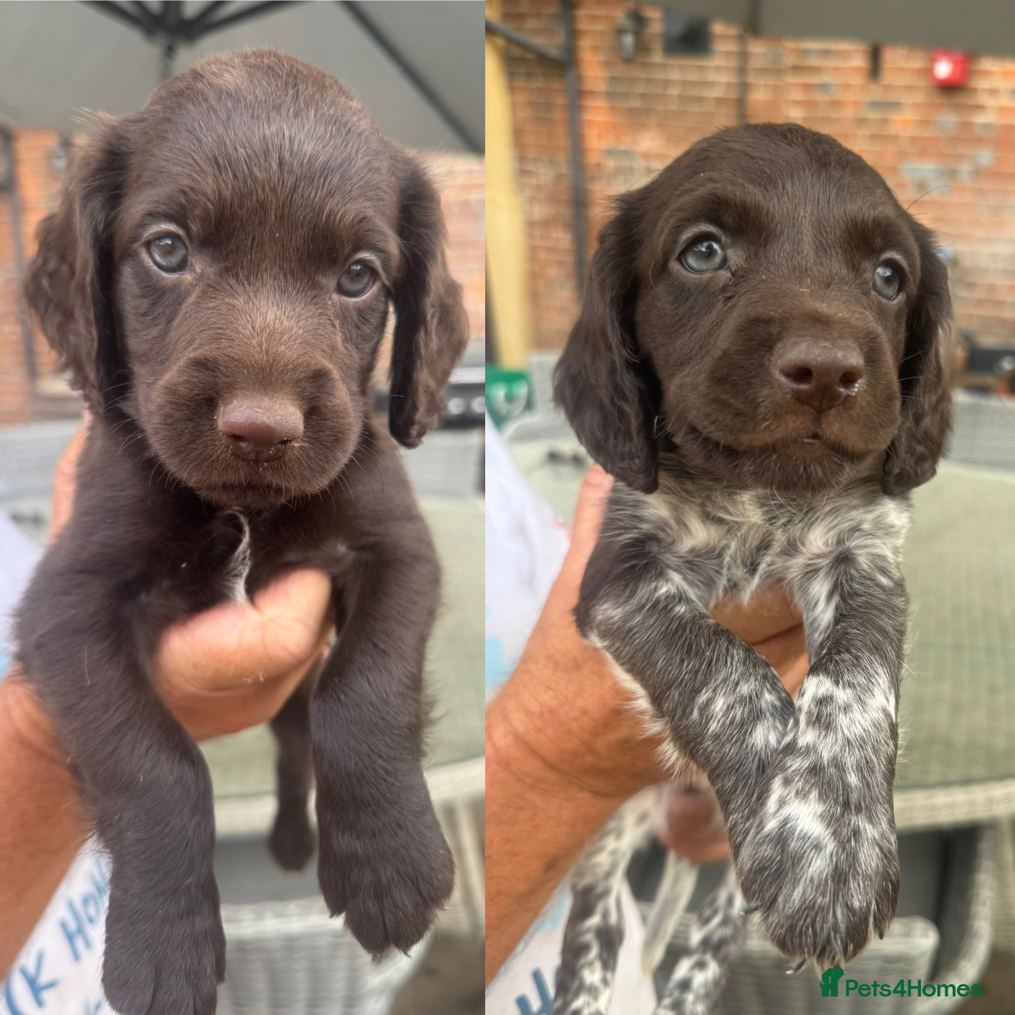 Cocker Spaniel dogs Last 2 left - spaniel puppies  - Advert 15