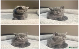 British Shorthair cats for sale: Grey British Shorthair - Advert 6