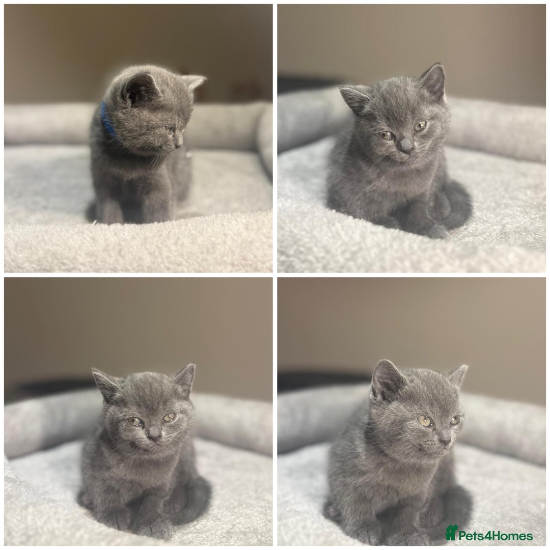 British Shorthair cats for sale: Grey British Shorthair - Advert 6