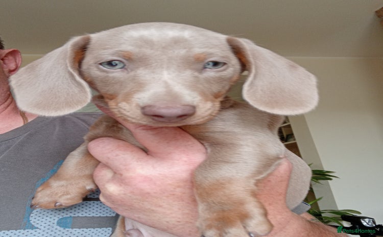 Dachshund dogs - Advert 1
