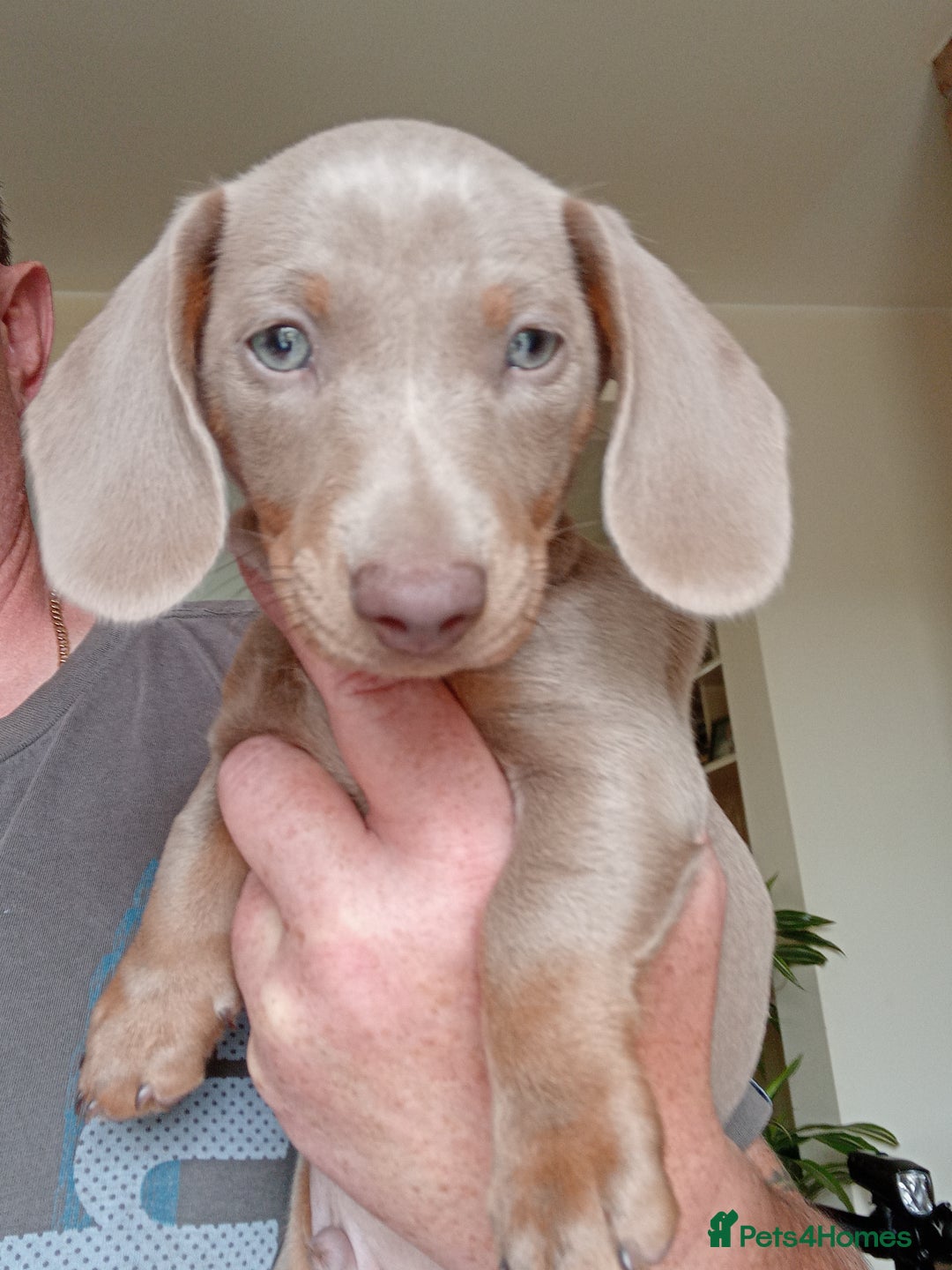 Dachshund dogs for sale: 3 male dachshunds ready for loving homes - Image 1
